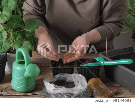 Women is hands in rubber gloves plant seeds in a plastic box with soil.The process of early preparatory spring agricultural work. 99144093