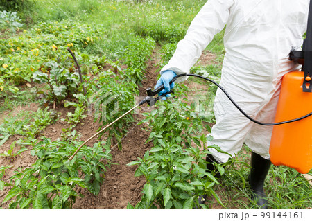 Farmer spraying toxic pesticides or insecticides in the vegetable garden 99144161