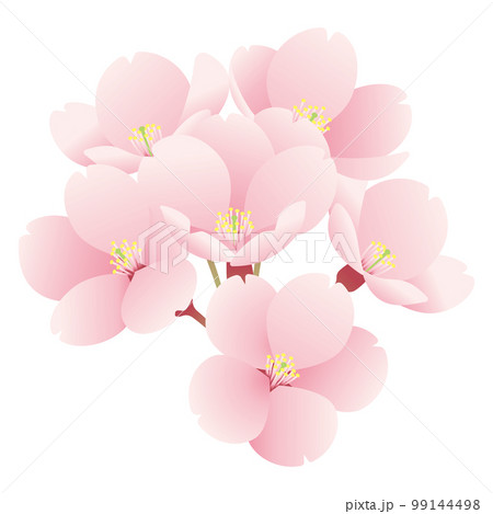 一房の桜のイラスト2 99144498