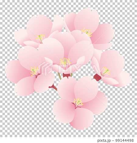 一房の桜のイラスト2 99144498