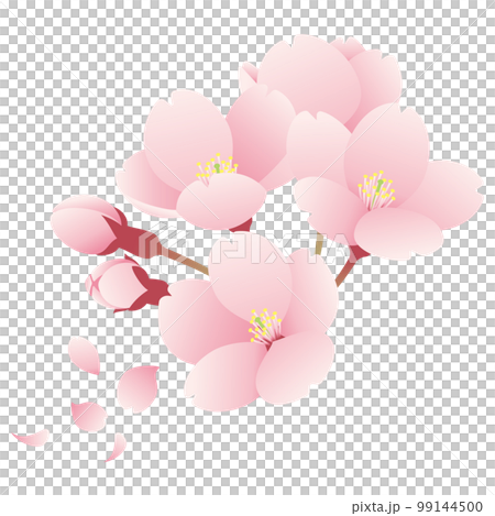 一束櫻花插畫4 99144500