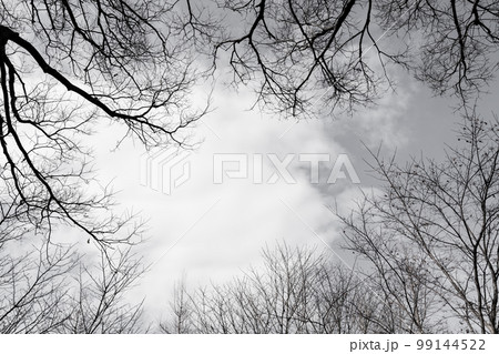 枯れ木・冬 背景素材 99144522