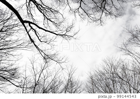 枯れ木・冬 背景素材 99144543