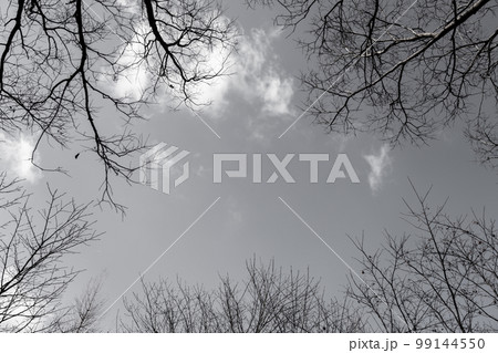 枯れ木・冬 背景素材 99144550
