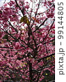 美しいカンヒザクラ 99144805