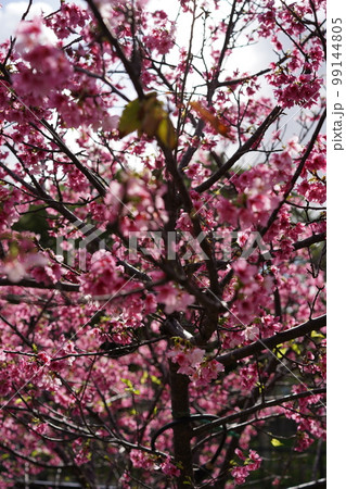 美しいカンヒザクラ 99144805