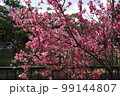 沖縄のカンヒザクラ 99144807