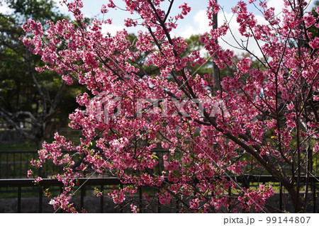 沖縄のカンヒザクラ 99144807