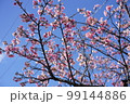 青空に映えるカンヒザクラ 99144886