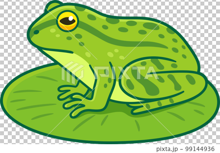 Green frog on lilypad drawing 99144936