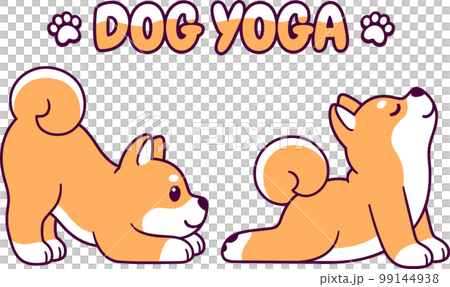 Cute Shiba Inu dog yoga Cute Shiba Inu dog yoga 99144938