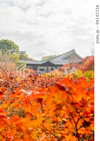 京都　東福寺の紅葉 99145156
