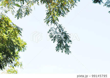 Rain tree or Samanea saman, LEGUMINOSAE MIMOSOIDEAE and sky 99145795