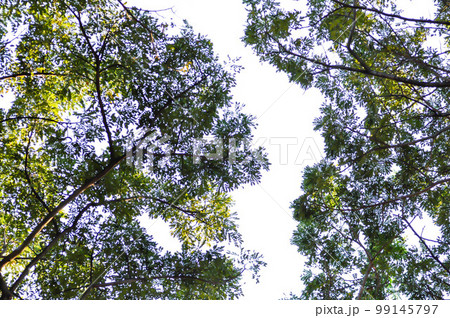 Rain tree or Samanea saman, LEGUMINOSAE MIMOSOIDEAE and sky Rain tree or Samanea saman, LEGUMINOSAE MIMOSOIDEAE and sky 99145797