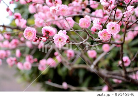 公園の梅の花 99145946