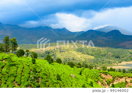 India with hills, green tea plantationserala, 99146002
