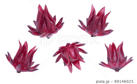 Fresh roselle hibiscus, Okra, Jamaican sorel, isolated on white background. 99146025