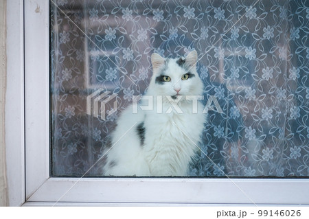 A beautiful white cat sits behind a window and looks outside. Selective focus A beautiful white cat sits behind a window and looks outside. Selective focus 99146026