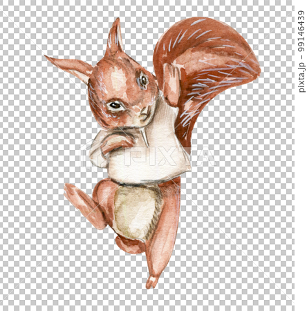 Hand drawn watercolor squirrel. Watercolor hand draw fairy tale illustration. Illustartion with white isolated background. Perfect for greeting card, poster. Hand drawn watercolor squirrel. Watercolor hand draw fairy tale illustration. Illustartion with white isolated background. Perfect for greeting card, poster. 99146439
