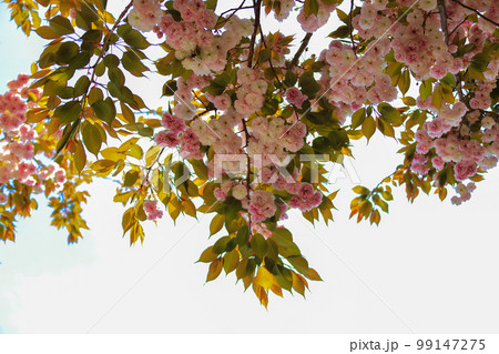 済州島 ギョプボトコト 桜 99147275