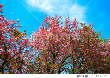 済州島 ギョプボトコト 桜 99147276