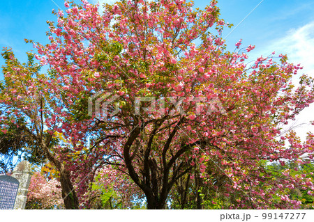済州島 ギョプボトコト 桜 99147277