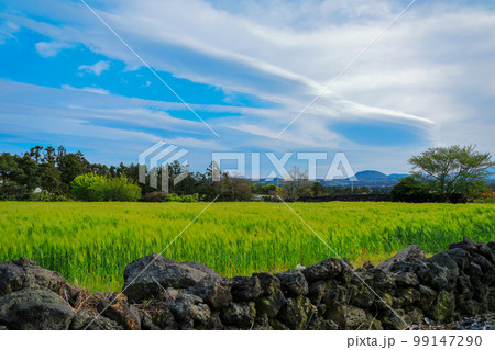 済州島 ギョプボトコト 桜 99147290