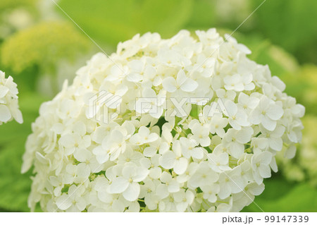 紫陽花　アナベル 99147339