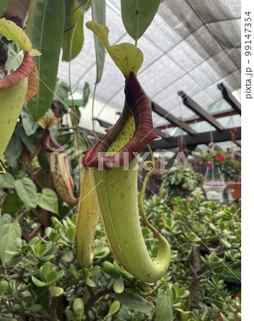 nepenthes truncata green hang red plants garden  99147354