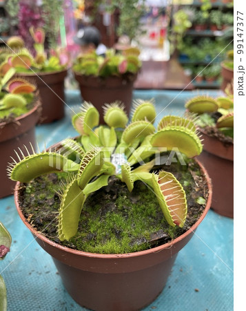 dionea venus flytrap plants mini in clay pot 99147377