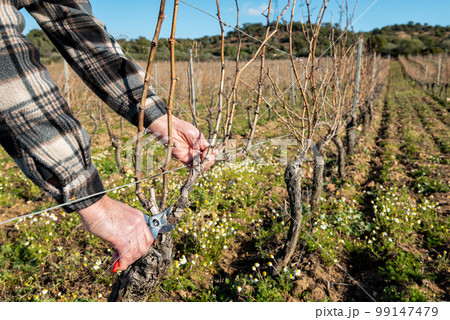 Farmer pruning the vine in winter. Agriculture. 99147479