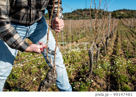 Farmer pruning the vine in winter. Agriculture. 99147481