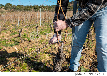 Farmer pruning the vine in winter. Agriculture. Farmer pruning the vine in winter. Agriculture. 99147484