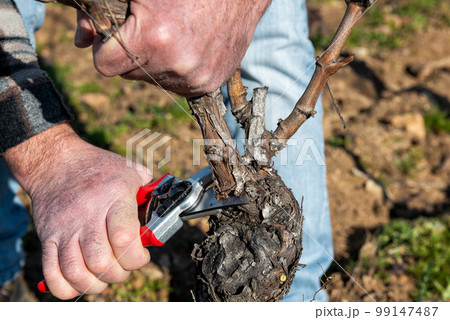 Farmer pruning the vine in winter. Agriculture. Farmer pruning the vine in winter. Agriculture. 99147487