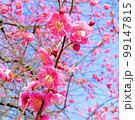 ピンクの梅の花 99147815