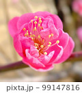 ピンクの梅の花 99147816