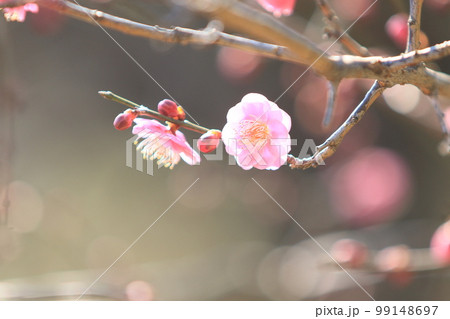 紅梅　赤い梅　早春の梅　満開の紅梅 99148697