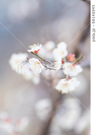 寒い日が続くが、梅の花が綻び始めた。背景をクリアに処理。神戸市内の公園で2月初旬に撮影 寒い日が続くが、梅の花が綻び始めた。背景をクリアに処理。神戸市内の公園で2月初旬に撮影 99148945