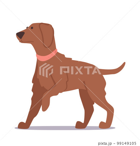 Cute Dog, Adorable Brown Furry Puppy with Innocent Expression And Playful Pose Isolated on White Background Cute Dog, Adorable Brown Furry Puppy with Innocent Expression And Playful Pose Isolated on White Background 99149105
