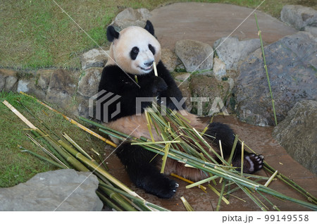 おいしそうに竹を食べる優浜 99149558