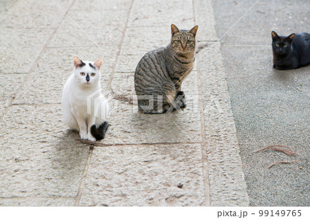 京都 伏見稲荷大社に暮らす可愛らしい猫の三兄弟 99149765
