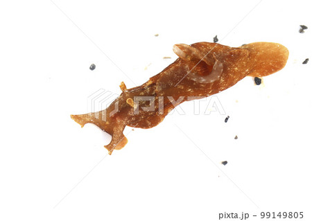 アメフラシ アメフラシ 99149805