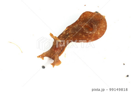 アメフラシ 99149818