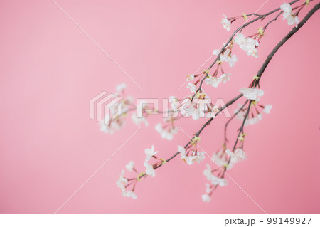 桜　アーティフィシャルフラワー　春 99149927