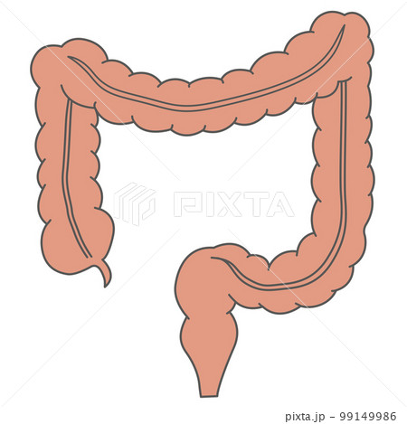 人間の体_大腸 99149986