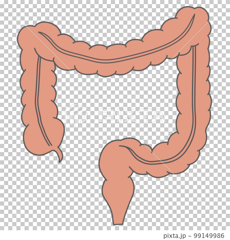 人間の体_大腸 99149986
