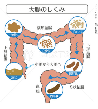 人間の体_大腸のしくみ 便が出るまで 人間の体_大腸のしくみ 便が出るまで 99149989