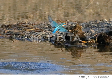 埼玉県比企郡川島町の越辺川白鳥飛来地　水中のエサの小魚を獲るため川に飛び込んだ後出てきたカワセミ 99150002
