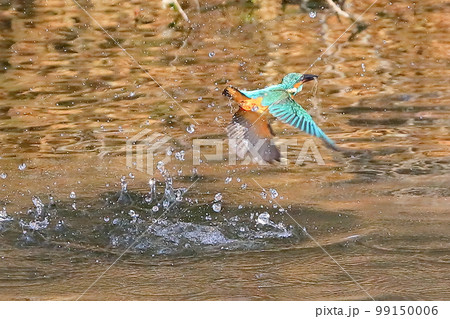 埼玉県比企郡川島町の越辺川白鳥飛来地 水中のエサの小魚を獲るため川に飛び込んだ後出てきたカワセミ 埼玉県比企郡川島町の越辺川白鳥飛来地 水中のエサの小魚を獲るため川に飛び込んだ後出てきたカワセミ 99150006