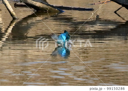 埼玉県比企郡川島町の越辺川白鳥飛来地　水中のエサの小魚を獲るため川に飛び込んだカワセミ 99150286